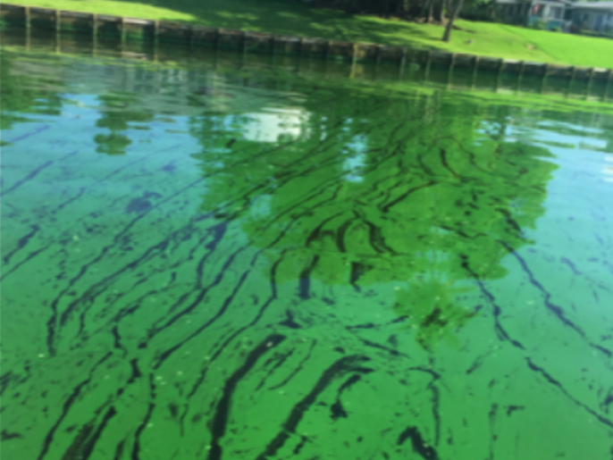 Blue-Green Algae Control in Ponds - Does your pond look like pea soup?