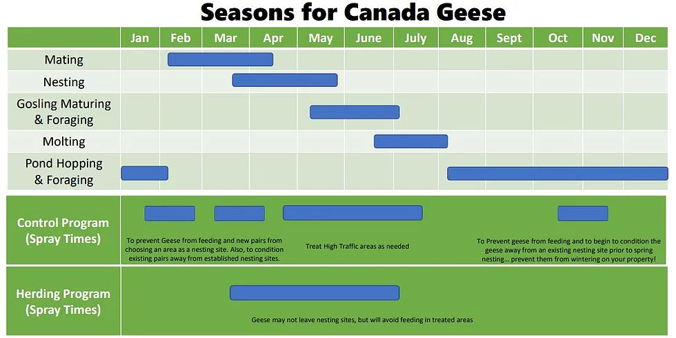 Canada Geese Seasons in Chicagoland