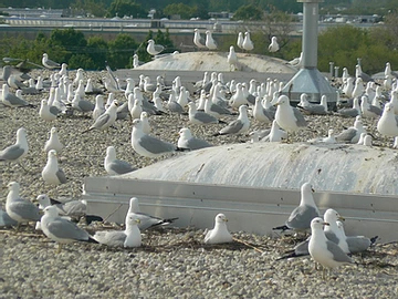 Gull Roof Nesting: What to Know & Do