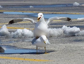 Gull Roof Nesting: What to Know & Do