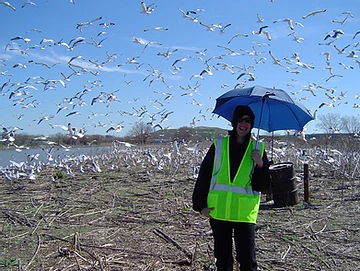 Gull Roof Nesting: What to Know & Do