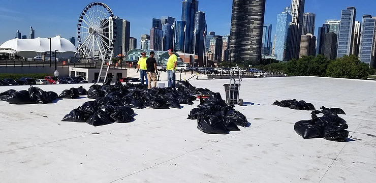 Gull Roof Nesting: What to Know & Do