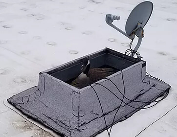 Goose Nesting On Roof