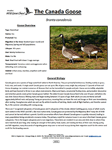 Canada Goose Biology