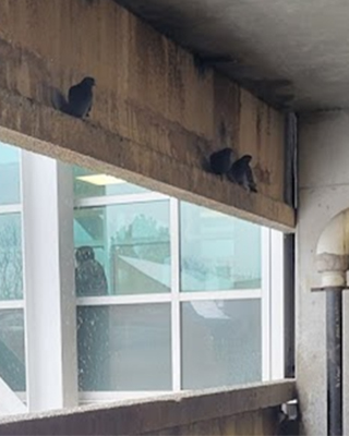 Birds perching in a hospital garage