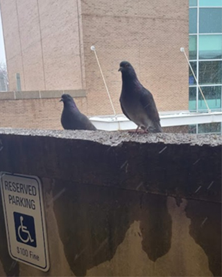 Birds perching on a hospital garage ledge