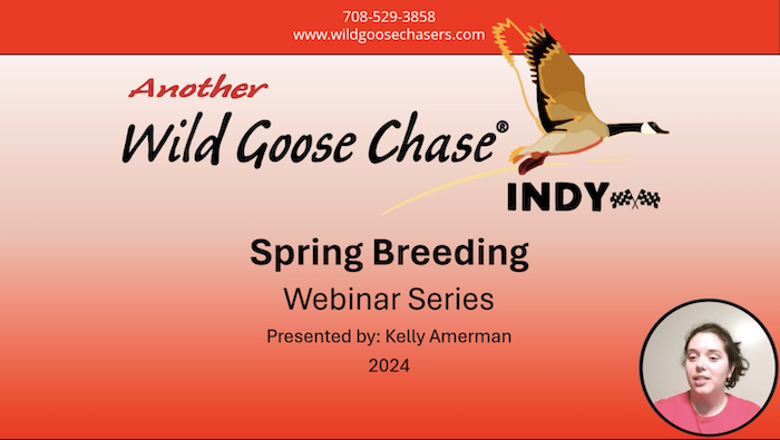 Wild Goose Chase Spring Breeding Webinar