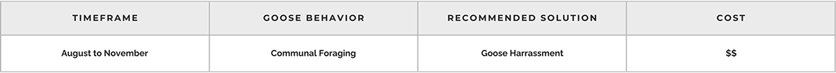 Canada geese management from August through November