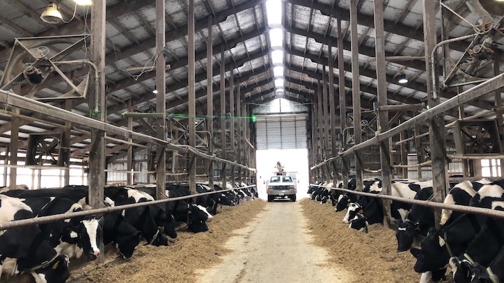 Bird control laser at a dairy farm