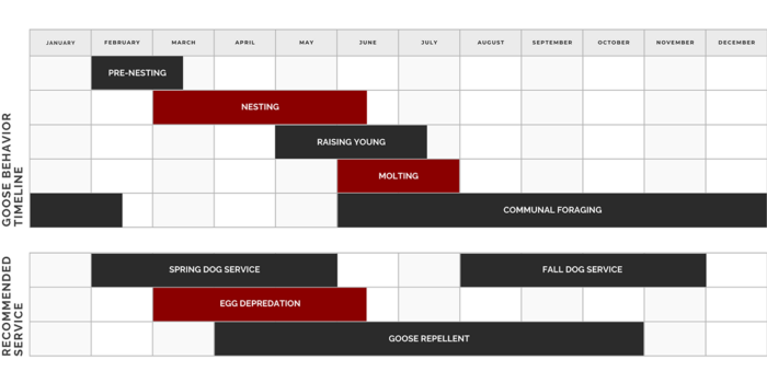 Canada geese management schedule by month