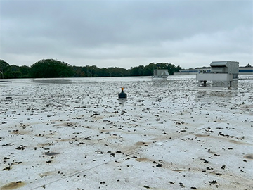 Canada geese droppings on a rooftop