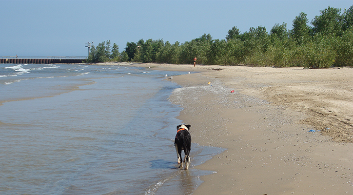 Dog chasing gulls on a beach