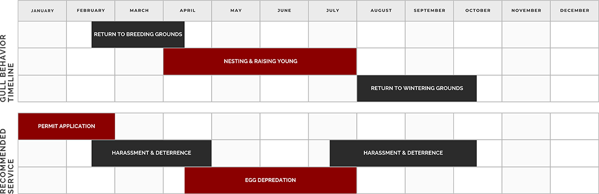 Gull management schedule by month