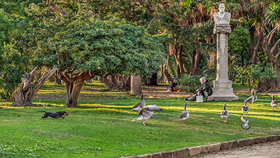 Dog chasing geese at a park