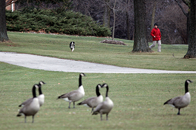 Dog chasing geese at a park