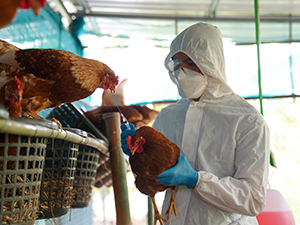 Treating sick poultry